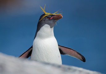 Portrait de pingouin macaroni aux ailes ouvertes, avec un fond bleu propre, l& 39 île de Géorgie du Sud, l& 39 Antarctique