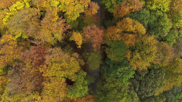 AERIAL view, flight over birch forest in the autumn mountain, Colorful trees.