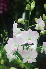 Dendrobium Peach Orchid