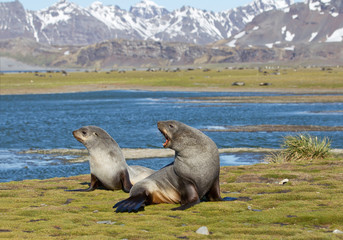 Obraz premium Two fur seal sitting in the grass, with blue water and snowy mountains background, South Georgia Island, Antarctica