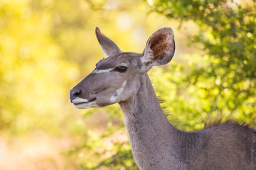 A close-up of a Kudu cow