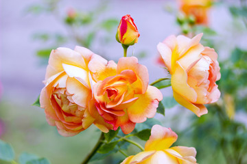 Fototapeta na wymiar Pink yellow roses