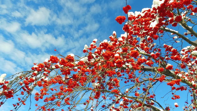 Rowanberry  in winter. Looking up through the rowan-tree branches and red  berries clusters with snow caps at the sky with clouds