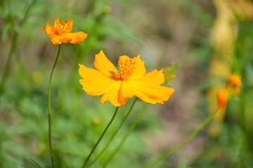 yellow cosmos flower in nature garden - Cosmos sulphureus