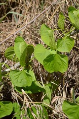 Fototapeta premium green ivy grass
