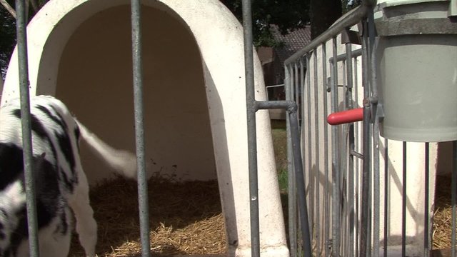 Calf is drinking or suckling milk from the teat bucket outside an igloo hutch.