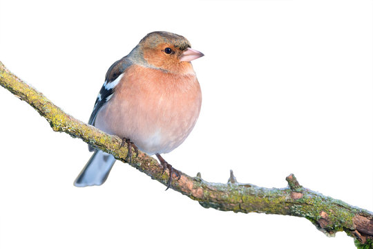Common chaffinch isolated