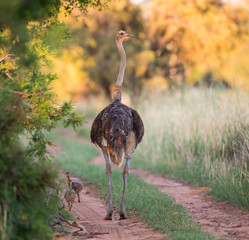 A mother ostrich walking down the road with her chicks following