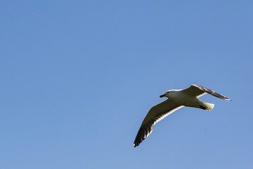 Gull