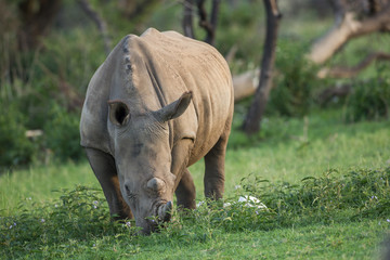 A grazing white rhinoceros in a green grassland
