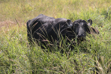 water buffalo in a field.