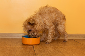 Dog  eats from the bowl