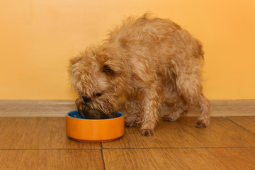 Dog  eats from the bowl