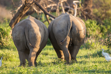 Deux rhinocéros blancs marchant côte à côte avec le dos vers nous