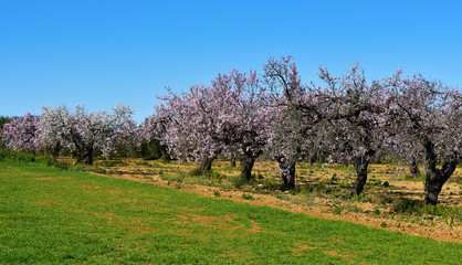 Naklejka premium almond trees in full bloom
