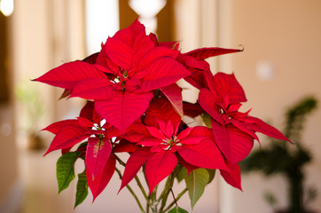 Red poinsettias inside