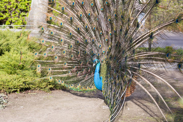 Obraz premium Javanese peacock during the mating period. The peacock spread its colorful feathers. 