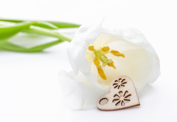 Fresh tulip flower and decorative heart from wood. St. Valentines or love concept. On the white.