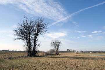 Obraz premium Dwa drzewa na łące