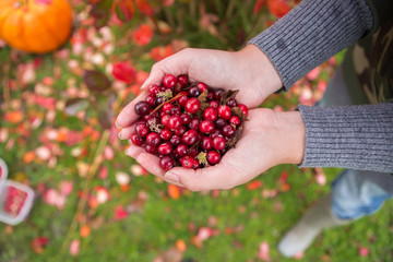 Girl picking berries in the woods. She carried a handful of red cranberries. Rain, after the rain. Damp and humid. Those girls are not visible, only the hands, palms.