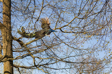 Javanese peacock during the mating period. Peacock is spreading his wings and flies. 