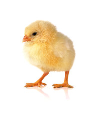 Obraz premium kurczak na białym tle