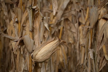 Una mazorca en primer plano en cultivo de maíz.