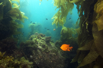Ocean reef underwater landscape at Channel Islands, California
