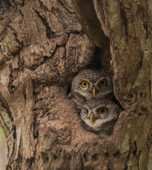 two couple of lovely spot owlet