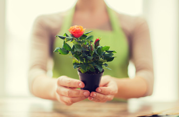 close up of woman hands holding roses bush in pot