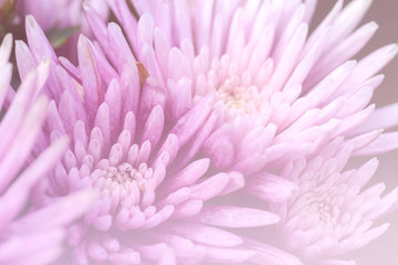 Close up of purple spike flower