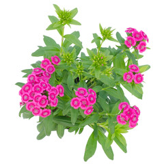 Dianthus isolated on white background