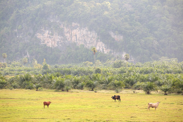 beautiful summer landscape