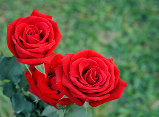 Red Rose on the Branch in the Garden