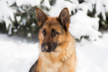 German Shepherd dog, standing in the snow