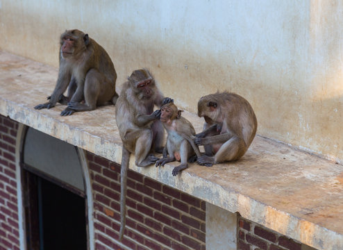 Monkeys at Khao Takiab Temple in Hua Hin Thailand