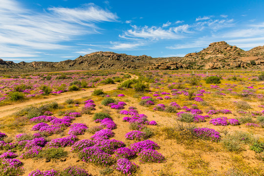 Wildblumen in S&uuml;dafrika