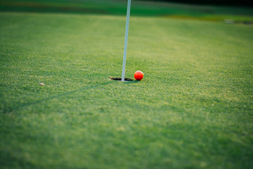 golf ball of the hole hole green putting.