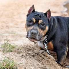 Staffordshire Terrier dog digging sand on the nature