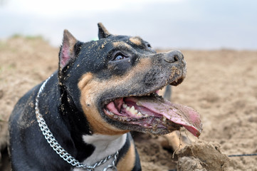 Staffordshire Terrier dog digging sand on the nature