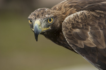 Aguila imperial primer plano
