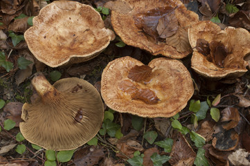 grupo de Paxillus involutus