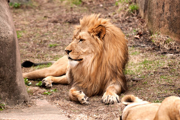 African lion