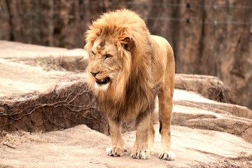 African lion