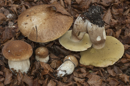 Grupo de Boletus aestivalis