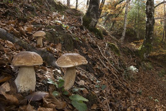 Paisaje con Boletus edulis