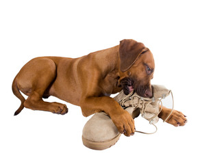 Funny Puppy Rhodesian Ridgeback hugs army boots of his master