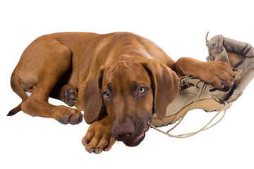 Funny Rhodesian Ridgeback puppy chewing on the laces of his army