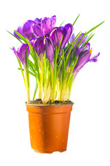 Bouquet of purple flowers crocus