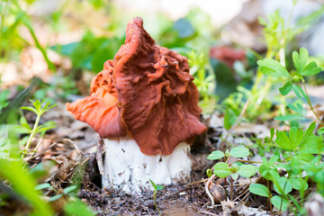 Mushroom in the forest